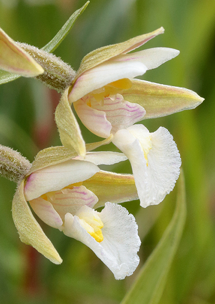 Epipactis palustris